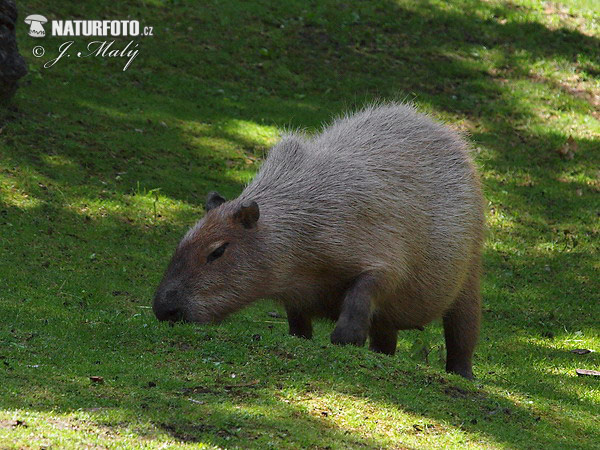 Kapybara močiarna (Hydrochoerus hydrochaeris)