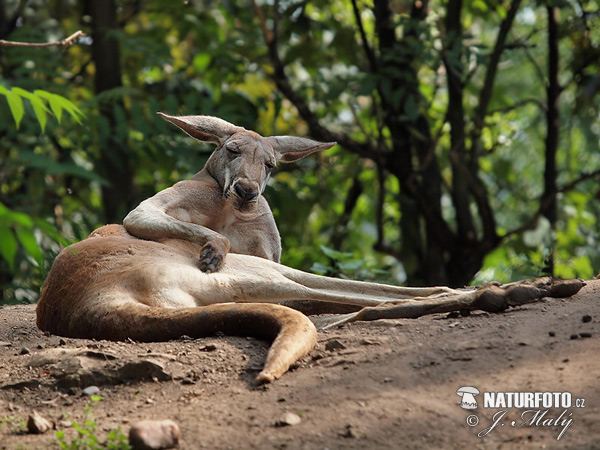 Kengura červená (Macropus rufus)