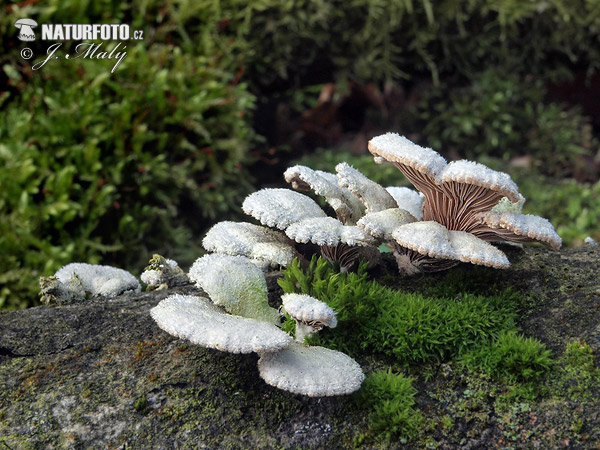 klanolupeňovka obyčajná (Schizophyllum commune)