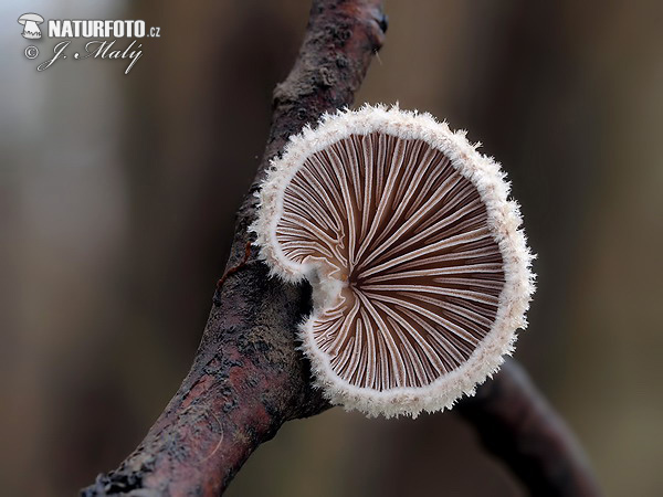 klanolupeňovka obyčajná (Schizophyllum commune)