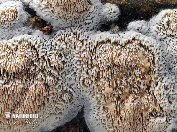 klanopórovka zriedkavá (Schizopora paradoxa)