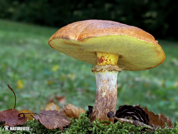 klouzek sličný (Suillus grevillei)