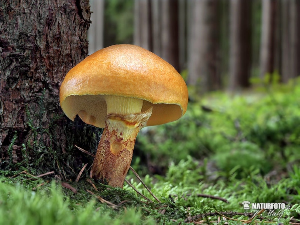 klouzek sličný (Suillus grevillei)