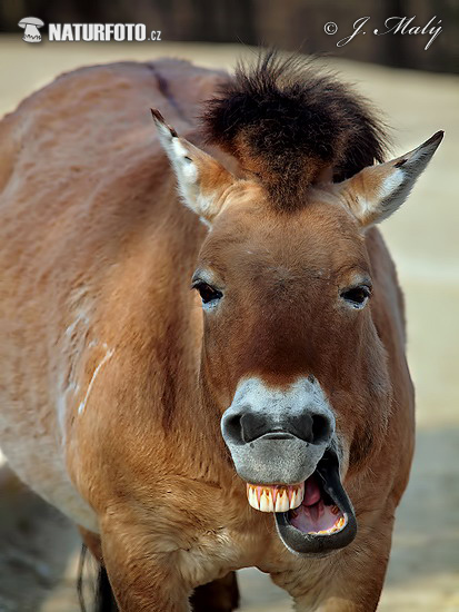 Kôň Przewalského (Equus przewalskii)