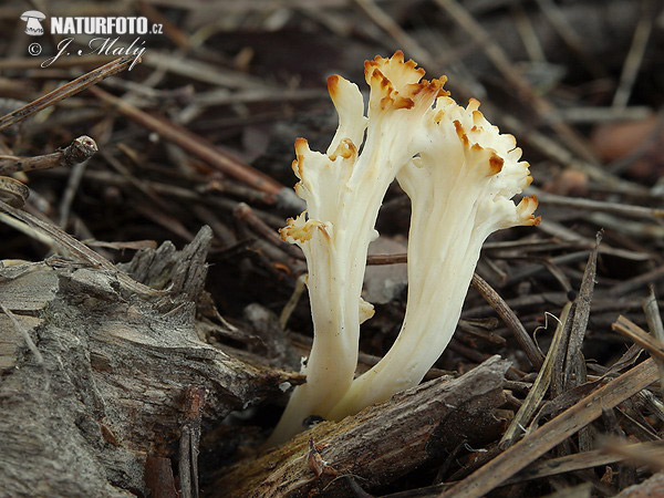 konárovka hrebenitá (Clavulina coralloides)