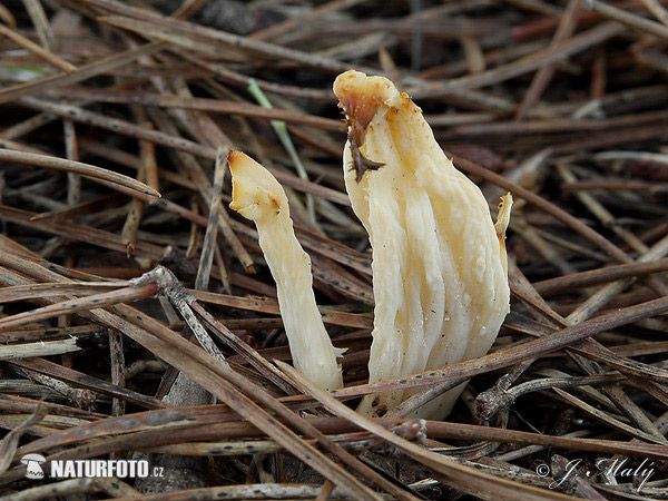 konárovka hrebenitá (Clavulina coralloides)