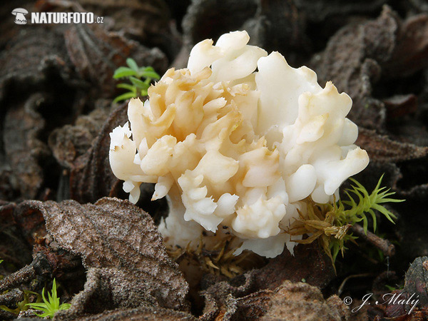 konárovka hrebenitá (Clavulina coralloides)