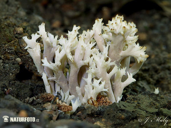 konárovka hrebenitá (Clavulina coralloides)
