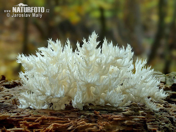 koralovec bukový (Hericium clathroides)