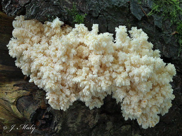 koralovec bukový (Hericium clathroides)