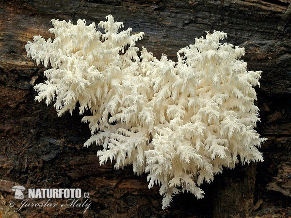 korálovec bukový (Hericium clathroides)