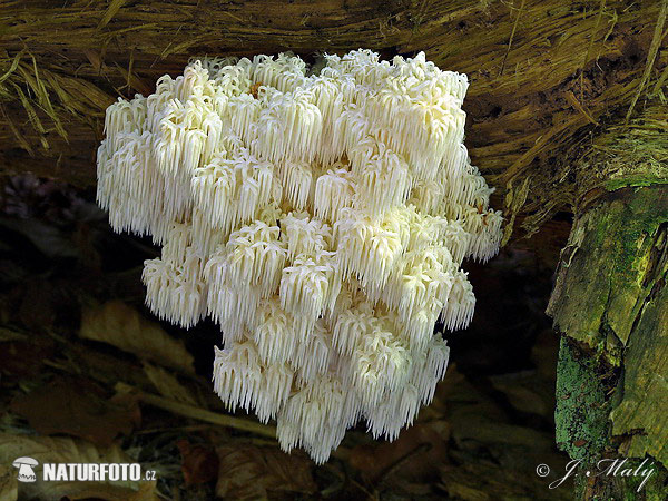 koralovec jedľový (Hericium flagellum)