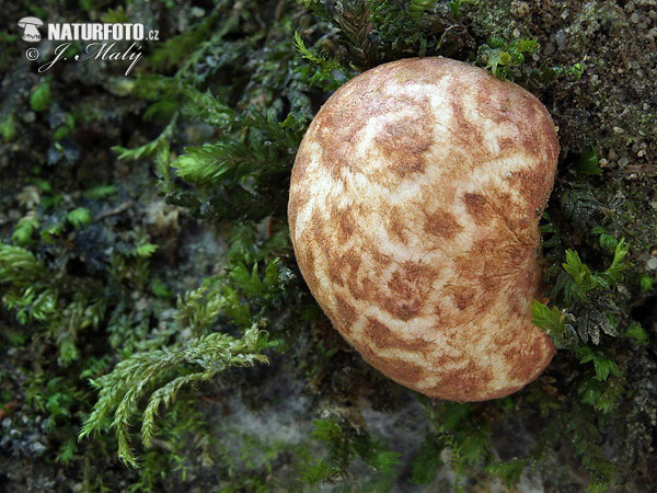 koreňovec červený (Rhizopogon roseolus)