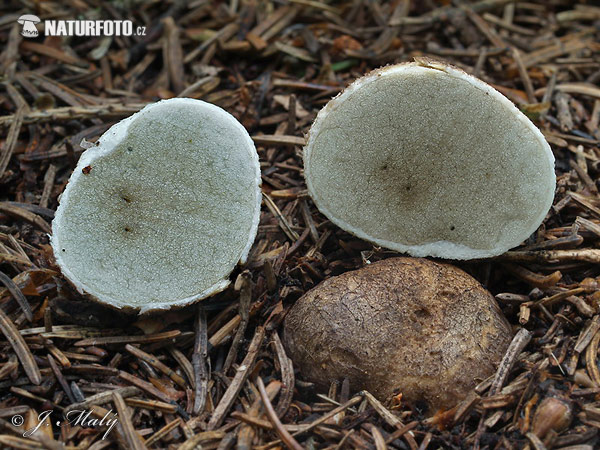 koreňovec - Rhizopogon marchii (Rhizopogon marchii)