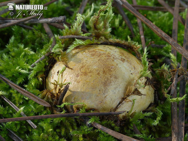 koreňovec tenkovýtrusný (Rhizopogon vulgaris)