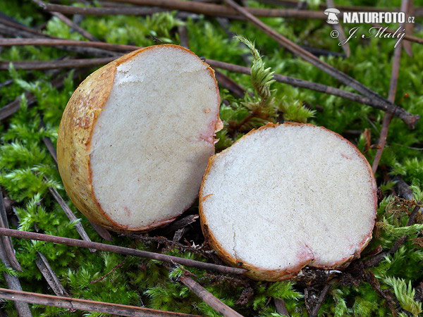 koreňovec tenkovýtrusný (Rhizopogon vulgaris)