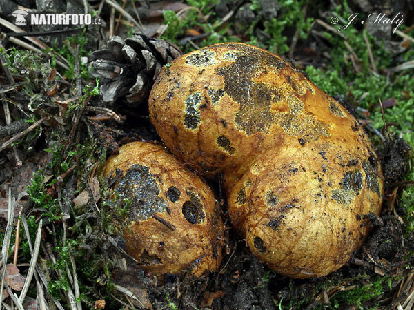 koreňovec žltkastý (Rhizopogon luteolus)