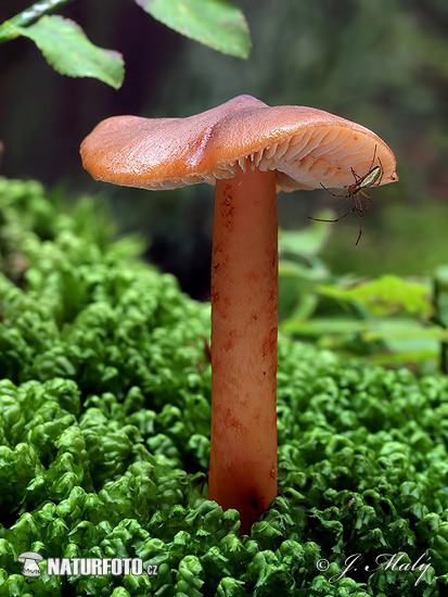 koreňovnica škoricovohnedá (Phaeocollybia christinae)