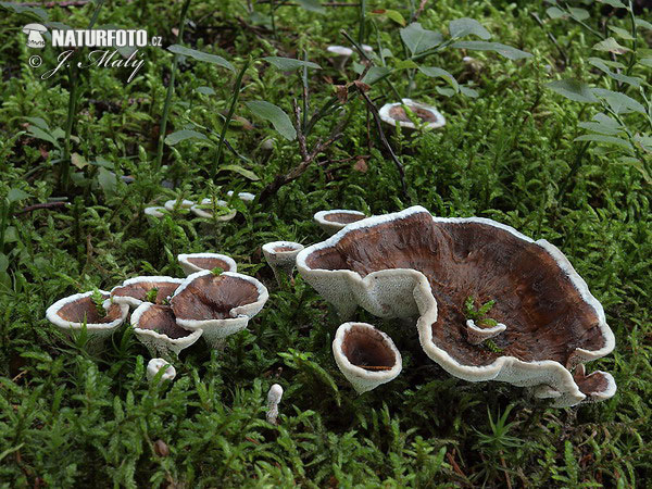 korkovec čiaškovitý (Phellodon tomentosus)