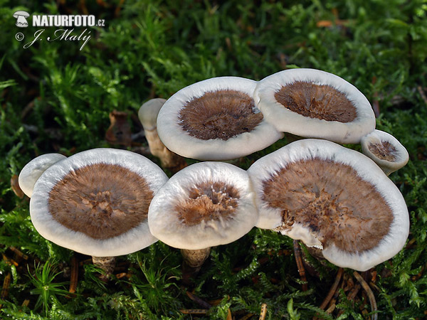 korkovec čiaškovitý (Phellodon tomentosus)