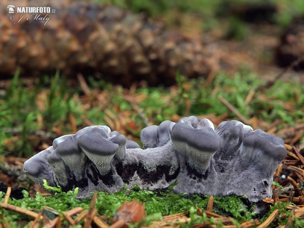 korkovec čierny (Phellodon niger)