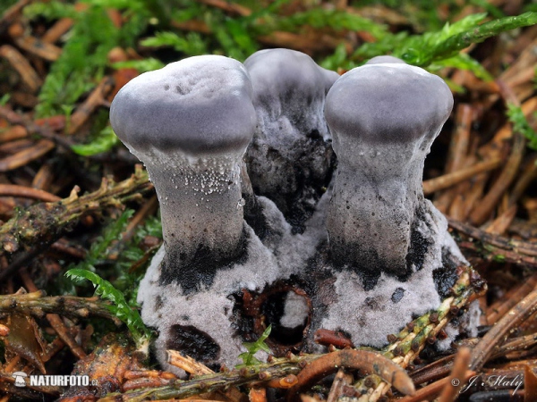 korkovec čierny (Phellodon niger)