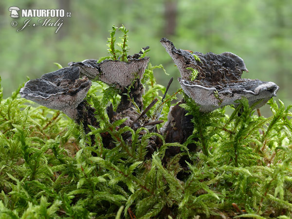 korkovec čierny (Phellodon niger)