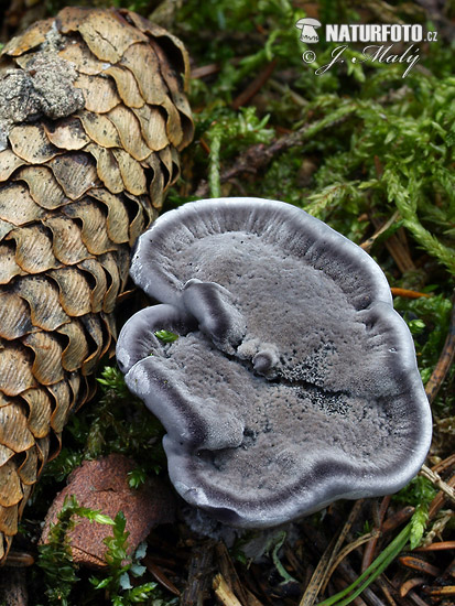 korkovec čierny (Phellodon niger)