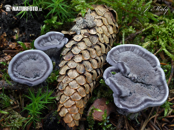 korkovec čierny (Phellodon niger)