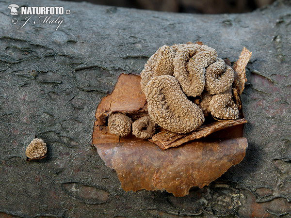 kornice-otrubi-nat-naturfoto-cz