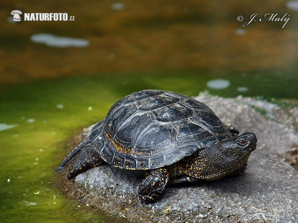 Korytnačka močiarna (Emys orbicularis)