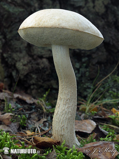 kozák biely (Leccinum holopus)