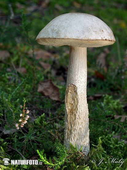 kozák biely (Leccinum holopus)