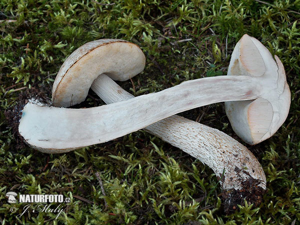 kozák biely (Leccinum holopus)