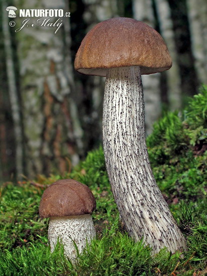 kozák brezový (Leccinum scabrum)