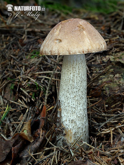 kozák brezový (Leccinum scabrum)