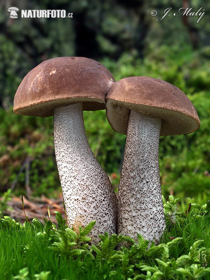 kozák brezový (Leccinum scabrum)