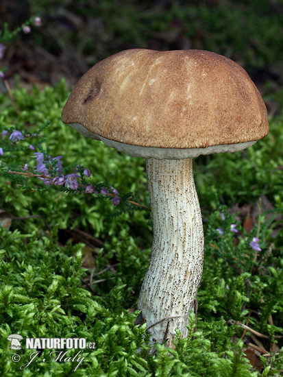 kozák brezový (Leccinum scabrum)