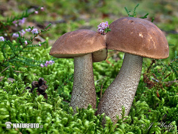 kozák brezový (Leccinum scabrum)