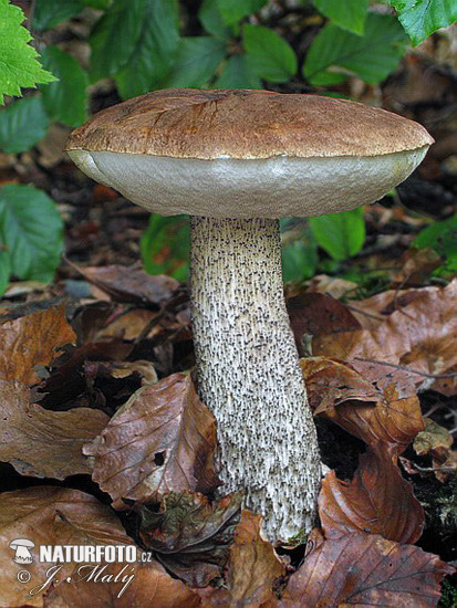 kozák brezový (Leccinum scabrum)