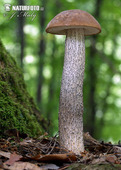 kozák brezový (Leccinum scabrum)