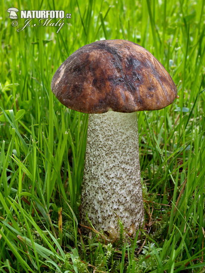 kozák brezový (Leccinum scabrum)