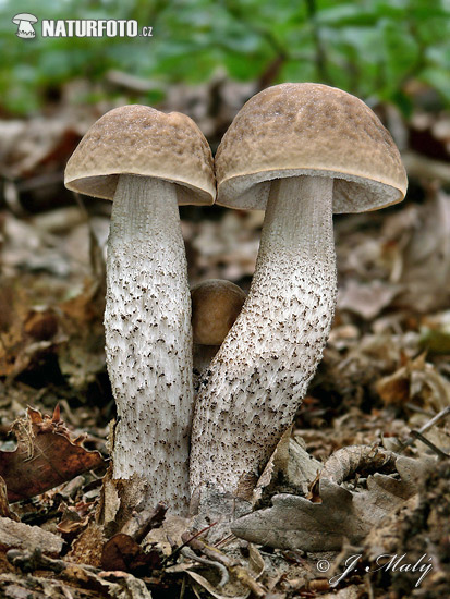 kozák hrabový (Leccinum pseudoscabrum)