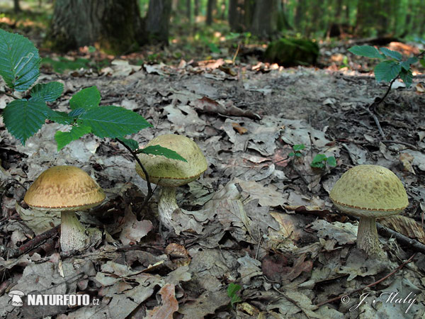 kozák hrabový (Leccinum pseudoscabrum)