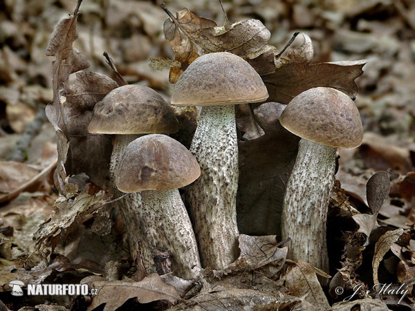 kozák hrabový (Leccinum pseudoscabrum)