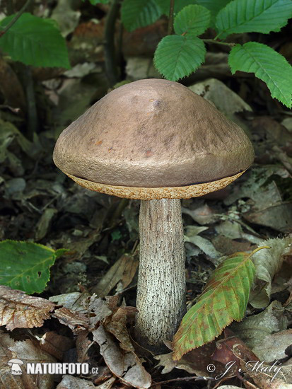 kozák hrabový (Leccinum pseudoscabrum)