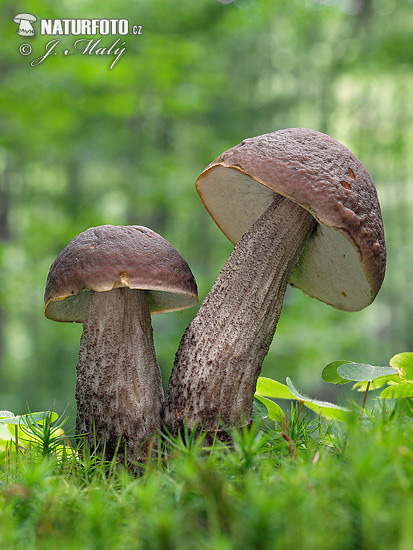 kozák hrabový (Leccinum pseudoscabrum)