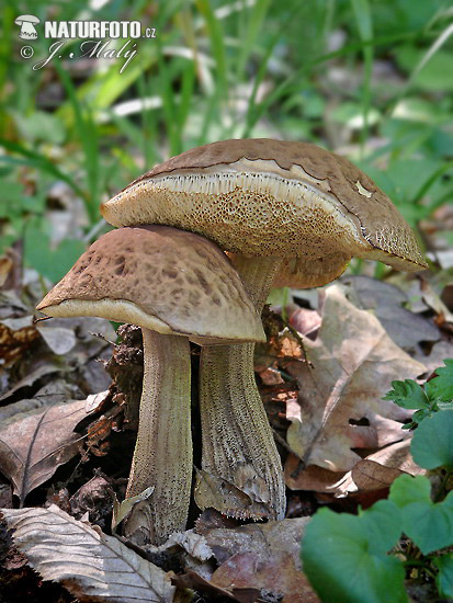 kozák hrabový (Leccinum pseudoscabrum)