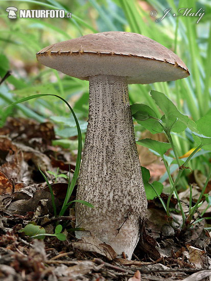 kozák hrabový (Leccinum pseudoscabrum)