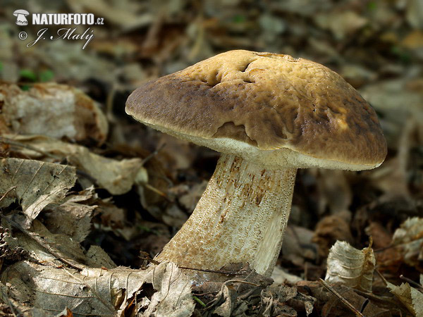 kozák hrabový (Leccinum pseudoscabrum)